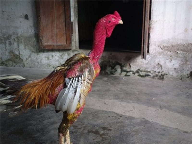 Tiết lộ danh tính chủ nhân của linh kê Phú Thọ